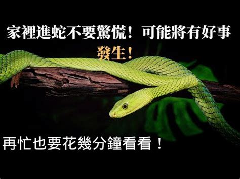 家裡出現蛇代表什麼|【家裡有蛇 代表】家中驚現蛇跡！代表吉兆還是凶兆？